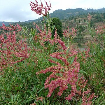 Rumex nervosus unspecified picture