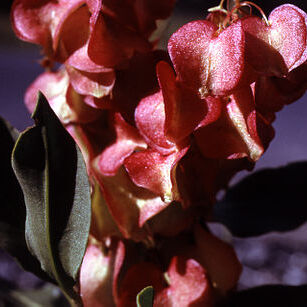 Rumex venosus unspecified picture