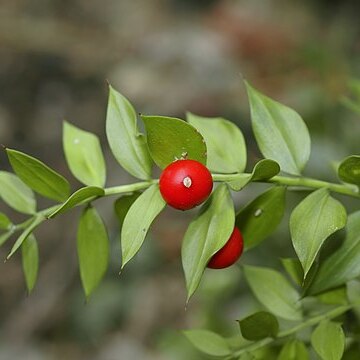 Ruscus unspecified picture