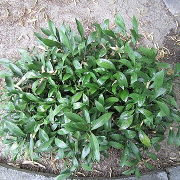 Ruscus x microglossus unspecified picture