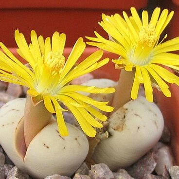 Lithops ruschiorum unspecified picture