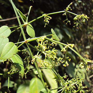 Rubia cordifolia unspecified picture