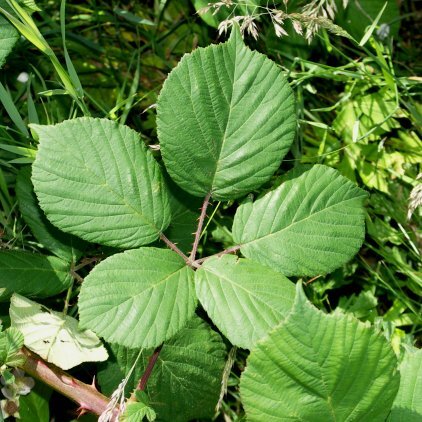 Rubus polyanthemus unspecified picture