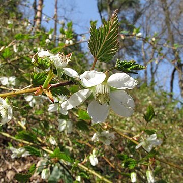 Rubus palmatus var. coptophyllus unspecified picture