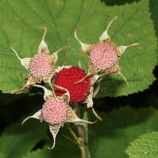 Rubus parviflorus unspecified picture