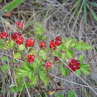 Rubus parvifolius unspecified picture