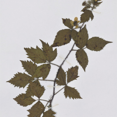 Rubus pyramidalis unspecified picture