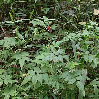 Rubus pinnatus unspecified picture