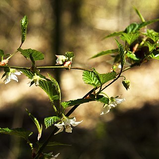 Rubus pungens unspecified picture