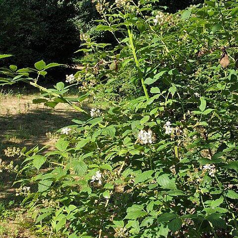 Rubus perrobustus unspecified picture