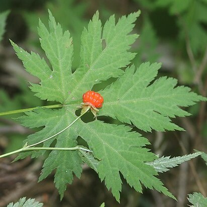 Rubus pseudoacer unspecified picture