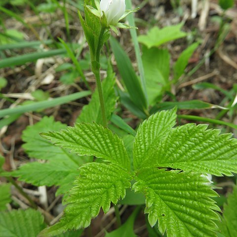 Rubus pseudojaponicus unspecified picture