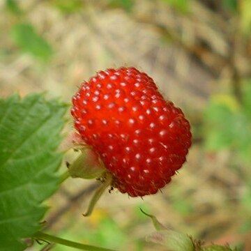 Rubus probus unspecified picture