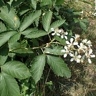 Rubus austroslovacus unspecified picture