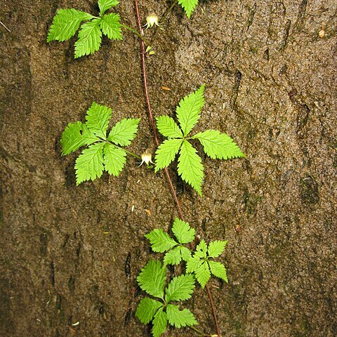 Rubus ikenoensis unspecified picture