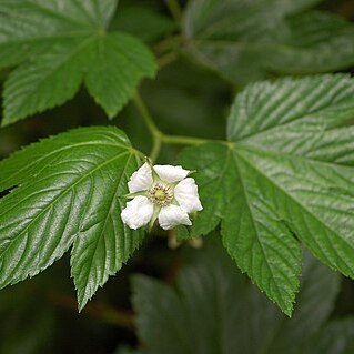 Rubus trifidus unspecified picture