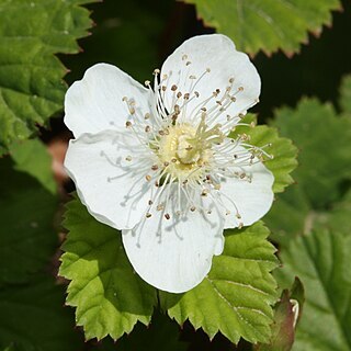 Rubus lasiococcus unspecified picture