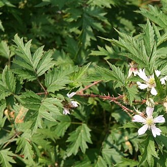 Rubus laciniatus unspecified picture