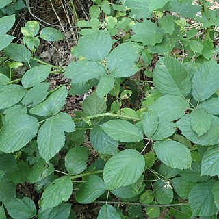 Rubus micans unspecified picture