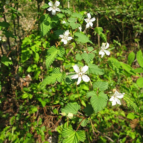 Rubus microphyllus unspecified picture