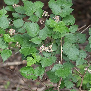 Rubus mesogaeus unspecified picture