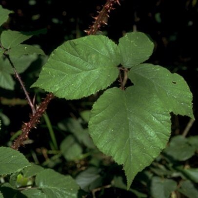 Rubus rosaceus unspecified picture