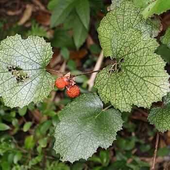 Rubus sieboldii unspecified picture