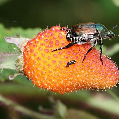 Rubus sumatranus unspecified picture