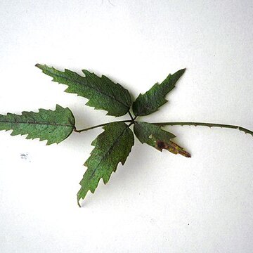 Rubus schmidelioides unspecified picture