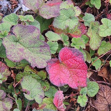 Rubus calycinus unspecified picture