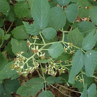 Rubus chaerophylloides unspecified picture