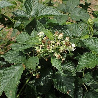 Rubus clusii unspecified picture