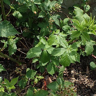 Rubus constrictus unspecified picture