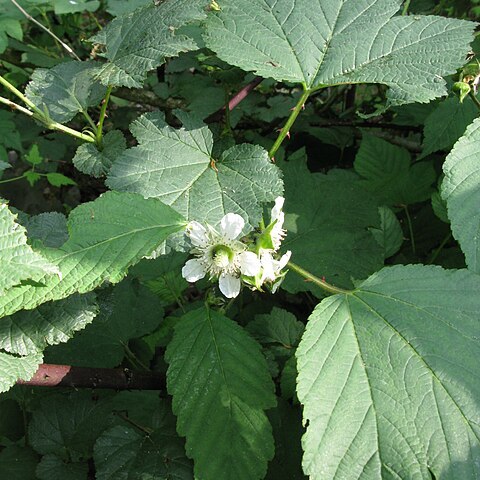 Rubus crataegifolius unspecified picture