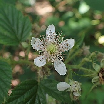 Rubus koehleri unspecified picture