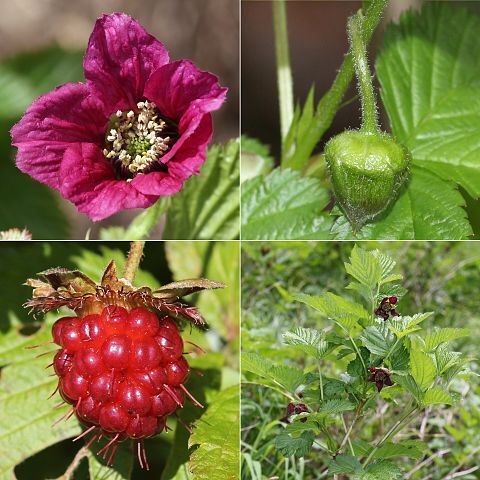 Rubus vernus unspecified picture