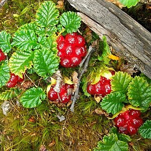 Rubus geoides unspecified picture