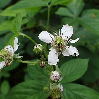 Rubus opacus unspecified picture