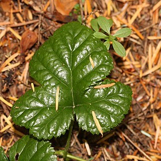 Rubus nivalis unspecified picture