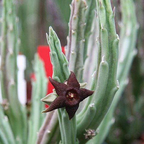 Stapelia kwebensis unspecified picture