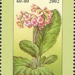 Bergenia hissarica unspecified picture