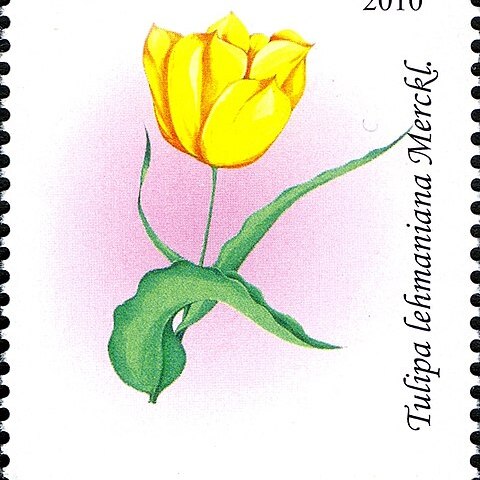 Tulipa lehmanniana unspecified picture