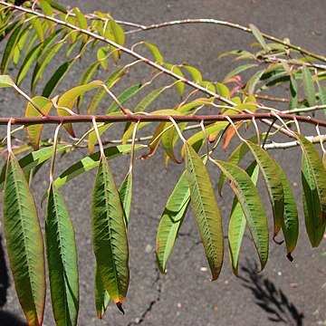 Euphorbia fulgens unspecified picture