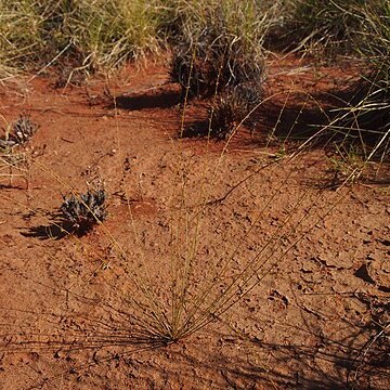 Stackhousia intermedia unspecified picture