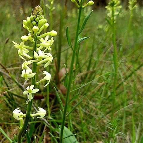 Stackhousia unspecified picture