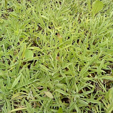 Stachys lavandulifolia unspecified picture