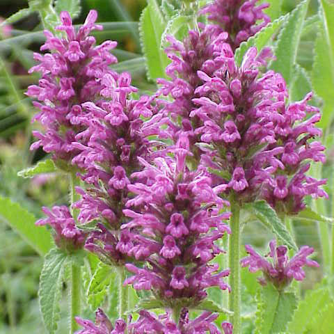 Stachys unspecified picture