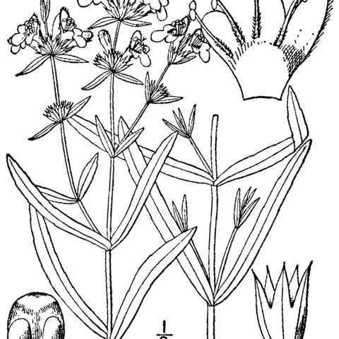 Stachys hyssopifolia unspecified picture