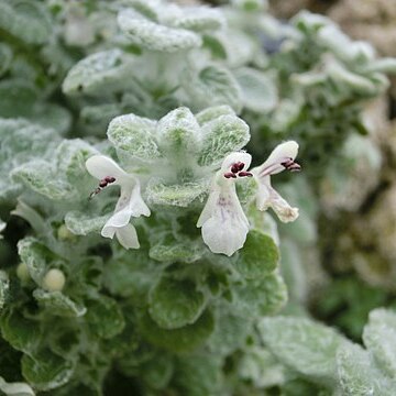 Stachys saxicola unspecified picture