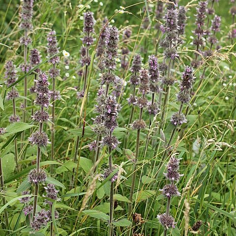 Stachys balansae unspecified picture